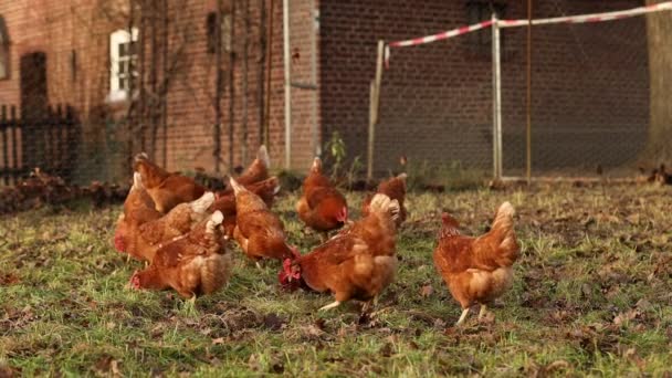 Aves de capoeira de galinhas orgânicas em uma fazenda rural em uma manhã de inverno, alemanha — Vídeo de Stock