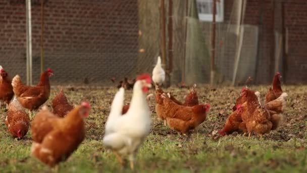 Drób z chowu ekologicznego kurcząt na wolnym wybiegu w gospodarstwie w zimowy poranek, Niemcy — Wideo stockowe