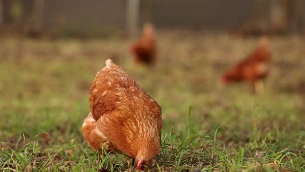 Aves de capoeira de galinhas orgânicas em uma fazenda rural em uma manhã de inverno, alemanha — Vídeo de Stock