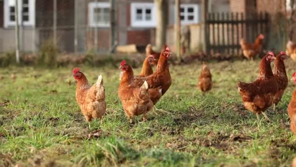 Szabadtartású ökológiai csirkék baromfi egy vidéki gazdaságban egy téli reggelen, Németország — Stock videók