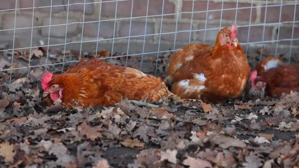 Szabadtartású organikus csirkék, mocsokban fürödve. baromfi egy vidéki gazdaságban, Németország — Stock videók