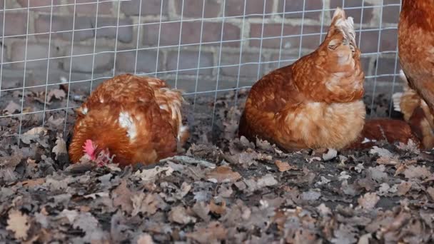 自由放养在泥土中洗澡的有机鸡。德国乡村农场的家禽 — 图库视频影像