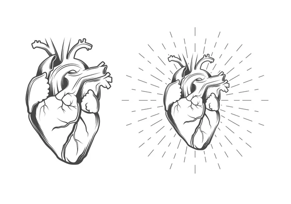 Ilustración del corazón humano — Vector de stock