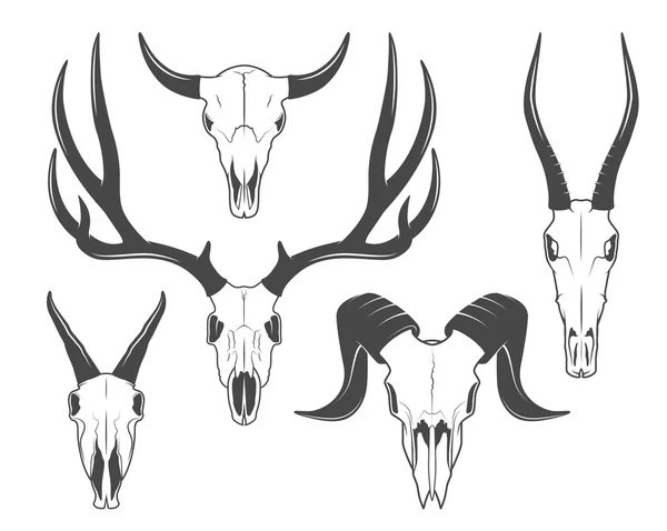 Animal skulls set — Stock Vector