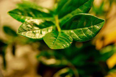 Beyaz arka planda Zamiokulkas. Dolar ağacı. Yeşil yaprak. Beyaz arka planda ev bitkisi. Beyaz arka planda kapalı çiçek zamiokulkaları