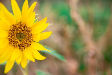 Yakın plan fotoğrafta küçük sarı ayçiçeği var.