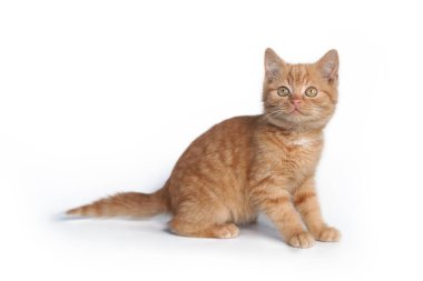 Beyaz arka planda soyutlanmış küçük kızıl kedi yavrusu.