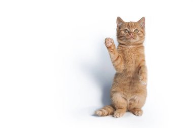 Küçük kızıl bir kedi yavrusu arka ayakları üzerinde duruyor ve patisini beyaz bir arka planda tek başına yukarı çekiyor..