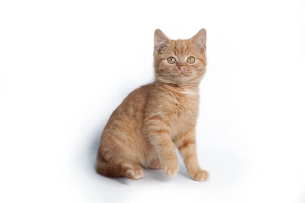 Pequeño gatito jengibre sentado aislado sobre fondo blanco. —  Fotos de Stock