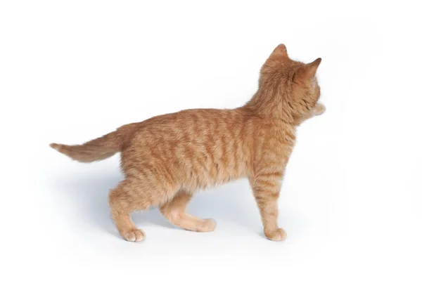 Un piccolo gattino zenzero sta all'indietro e tira la zampa isolata su uno sfondo bianco. Foto Stock