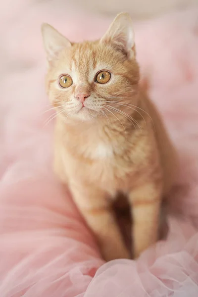 Um gato doce bonito ruivo com grandes olhos senta-se em um tule rosa. A vista de cima. — Fotografia de Stock