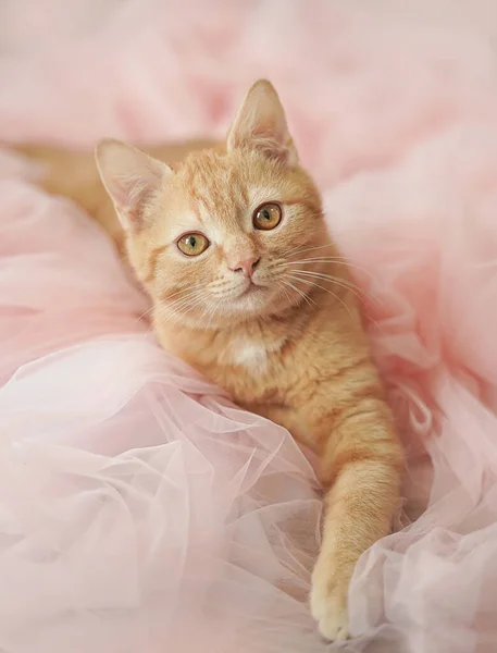 Un bel gatto gentile dai capelli rossi con grandi occhi giace in un tulle rosa. Immagine Stock