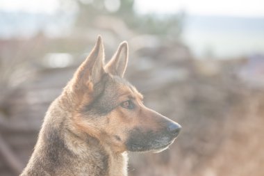 Alman çoban günlük iş başında