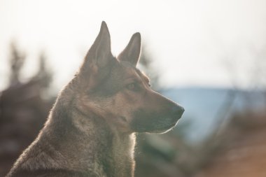 Alman çoban günlük iş başında