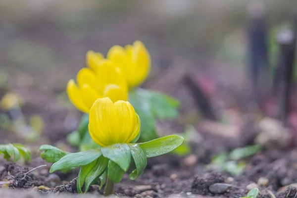 咲いて Eranthis hyemalis — ストック写真