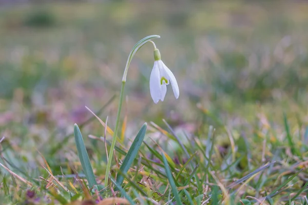 Gota de neve na primavera — Fotografia de Stock