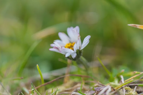 Krásná sedmikráska květina — Stock fotografie