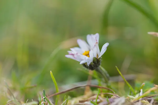 Krásná sedmikráska květina — Stock fotografie