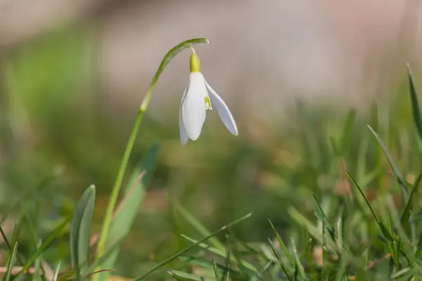 Caída de nieve en primavera — Foto de Stock