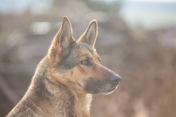 Schäferhund bei der täglichen Arbeit — Stockfoto