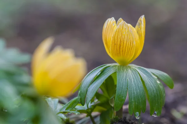 咲いて Eranthis hyemalis — ストック写真