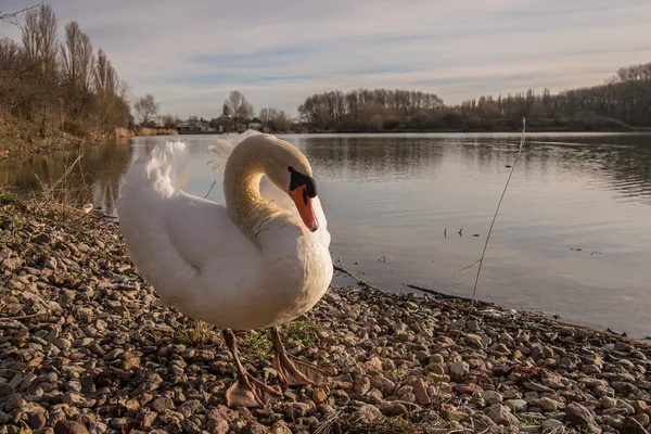 Cygne blanc flotte dans l'eau — Photo