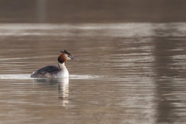 Bir su birikintisi üzerinde yüzmek dalgıç