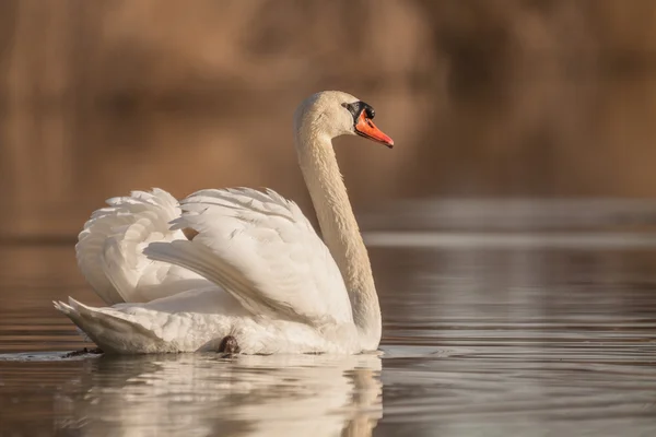 White swan floats in water — Stock Photo, Image