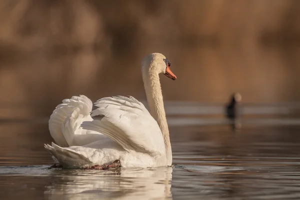 White swan floats in water — Stock Photo, Image