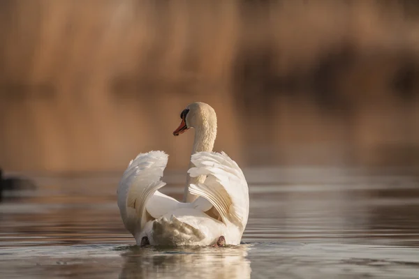 White swan floats in water — Stock Photo, Image