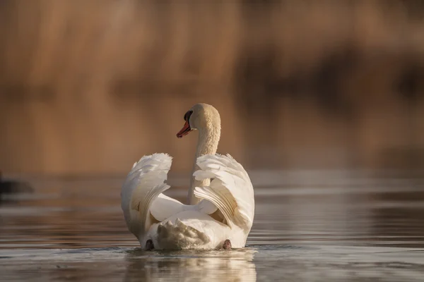 White swan floats in water — Stock Photo, Image