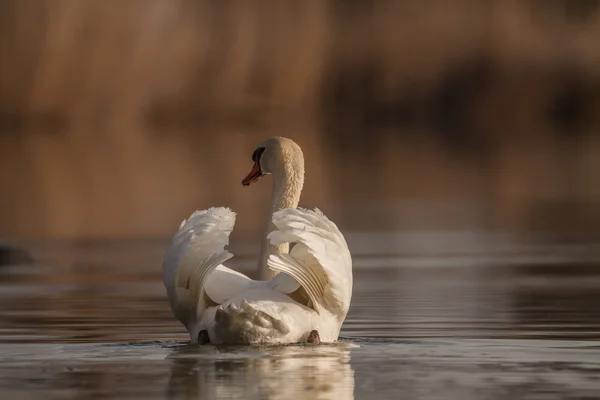 Cisne branco flutua na água — Fotografia de Stock