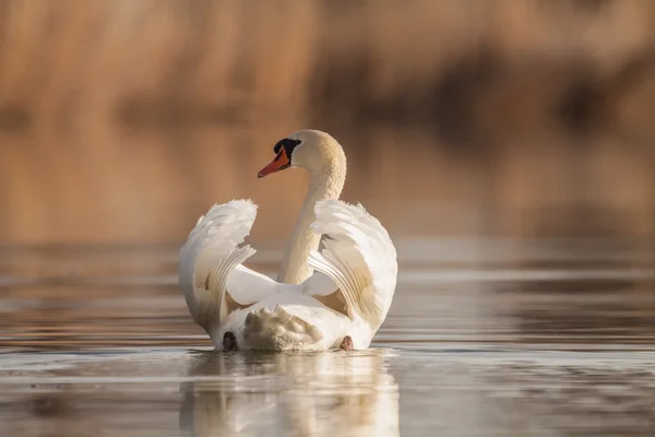 White swan floats in water — Stock Photo, Image