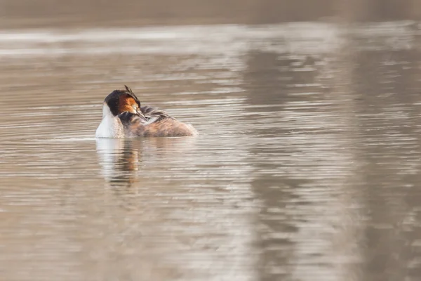 Haubentaucher schwimmen auf einem Teich — Stockfoto