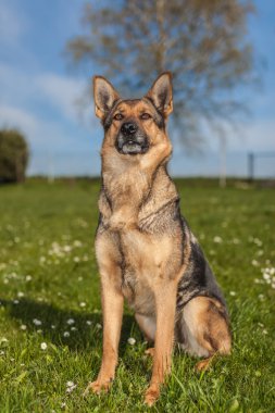 Alman çoban günlük iş başında