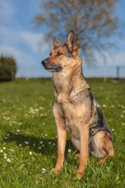 Alman çoban günlük iş başında
