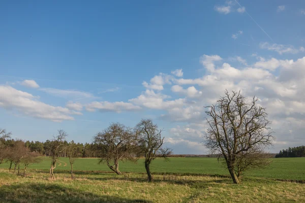 Landscape in spring — Stock Photo, Image