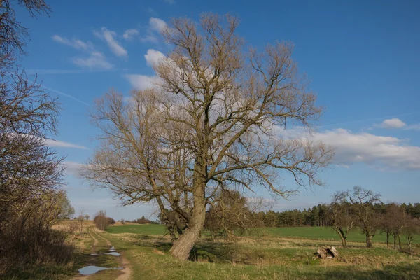 Paisagem na primavera — Fotografia de Stock