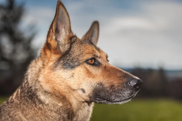 Německý ovčák v každodenní práci — Stock fotografie