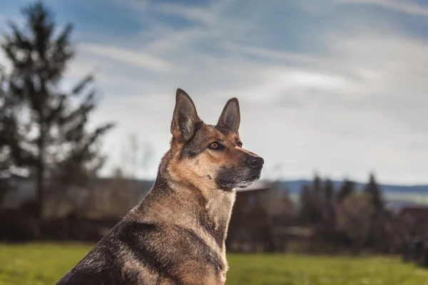 German Shepherd at the daily work — Stock Photo, Image