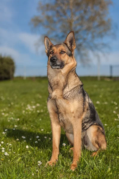 Alman çoban günlük iş başında