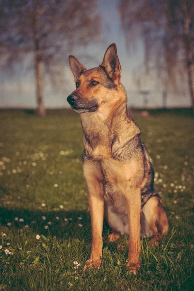 Tysken Fåraherde på det dagliga arbetet — Stockfoto