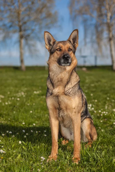 German Shepherd at the daily work — Stock Photo, Image