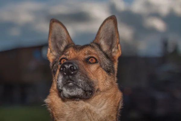 Schäferhund bei der täglichen Arbeit — Stockfoto