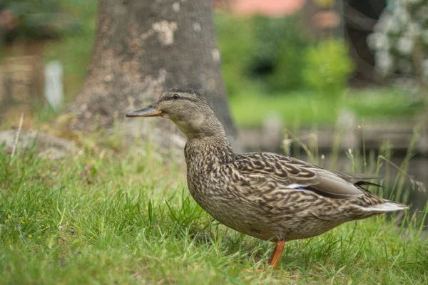 Kachna na vodě — Stock fotografie