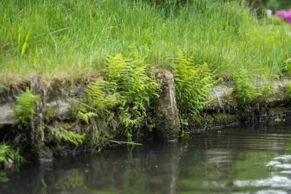 Spreewald en primavera — Foto de Stock