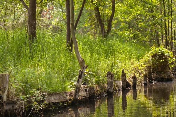 Spreewald en primavera — Foto de Stock