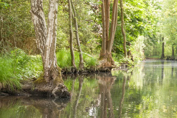 Spreewald en primavera — Foto de Stock