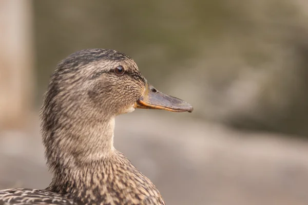 Ánade real en el agua — Foto de Stock