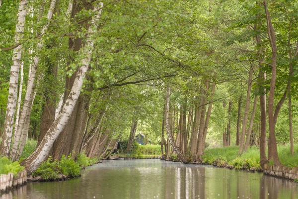 Spreewald en primavera — Foto de Stock